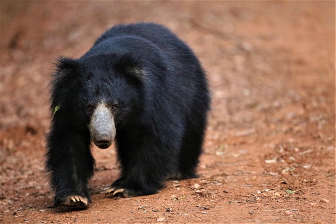 Half Day Safari at Yala National Park with Lunch - Yala National Park: Why This Ecosystem Is So Good for Wildlife