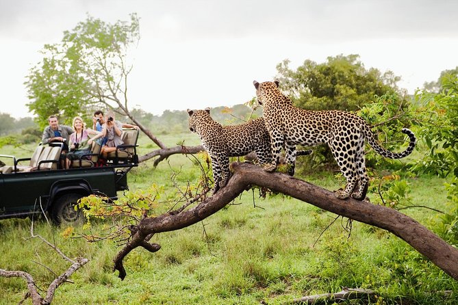 Half Day Safari at Yala National Park with Lunch - The Most Praised Part: Friendly Drivers and a Plan That Feels Organized