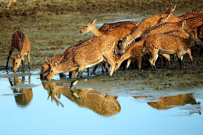 Half Day Safari at Yala National Park with Lunch - How to Prepare: What You Should Pack and Do