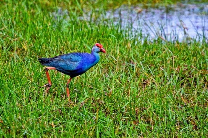 Half Day Tour to Muthurajawela, Lagoon, Dutch Canal and Mangroves - Key highlights you should know before you go