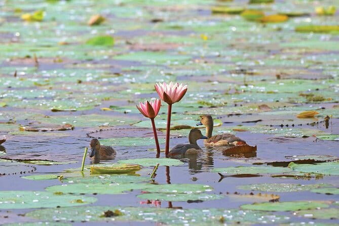 Half Day Tour to Muthurajawela, Lagoon, Dutch Canal and Mangroves - Half-day boating from Negombo: why this one works