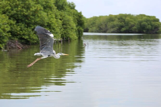 Half Day Tour to Muthurajawela, Lagoon, Dutch Canal and Mangroves - Getting from your hotel to the waterways without stress