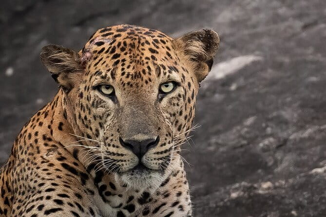 Half Day trip in Yala National Park - Key highlights before you go