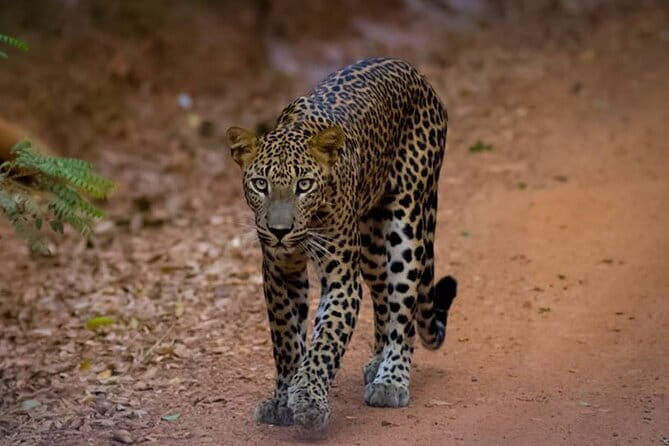 Half Day trip in Yala National Park - Small group safari, big odds: how to think about leopard success