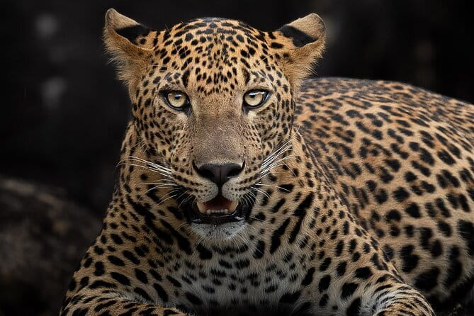 Half Day trip in Yala National Park - Who this half-day trip fits best