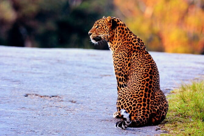 Half Day trip in Yala National Park - Price and value: is $72 a fair deal for Yala?