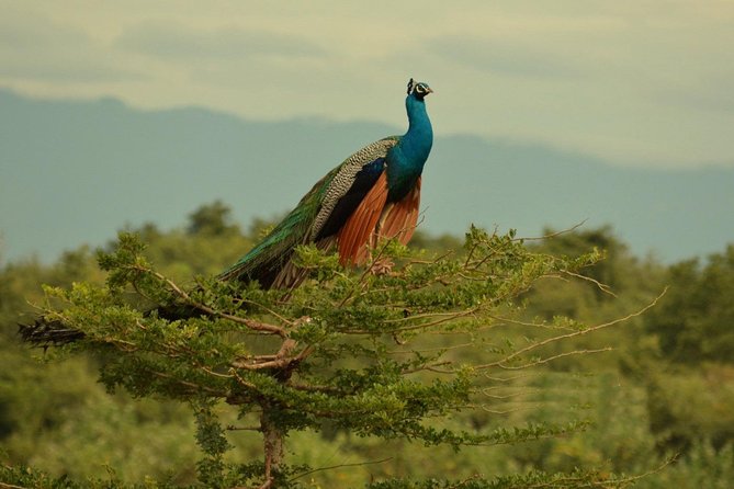 Half Day Udawalawe Safari (Entrance + Lunch) - Price and Value: Is $152 Per Person Fair?