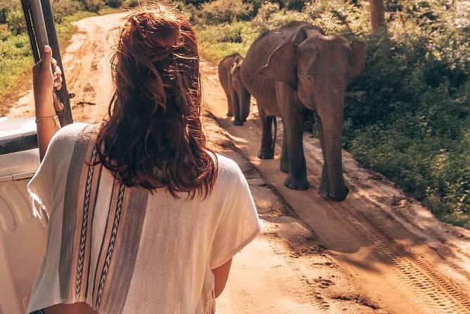 Half Day Udawalawe Safari from Kalutara (Entrance + Lunch) - Key points at a glance