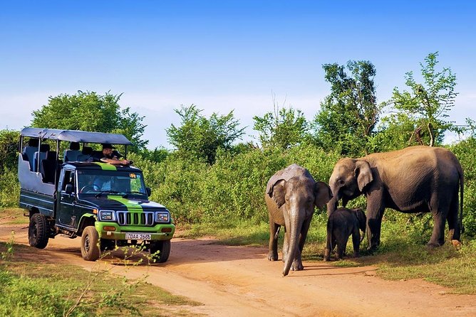 Half Day Udawalawe Safari from Kalutara (Entrance + Lunch) - Starting from Kalutara: The convenience that saves your morning