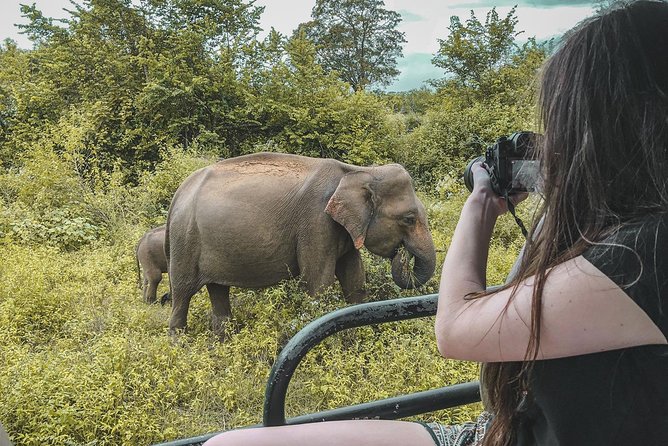 Half Day Udawalawe Safari from Kalutara (Entrance + Lunch) - Birdlife while you hunt for wildlife: wetland species and birds of prey