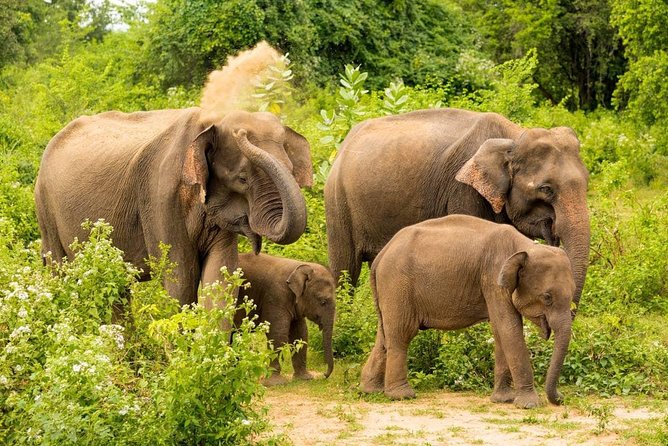 Half Day Udawalawe Safari from Kalutara (Entrance + Lunch) - The timing reality: 12 hours on the schedule, half-day on the safari