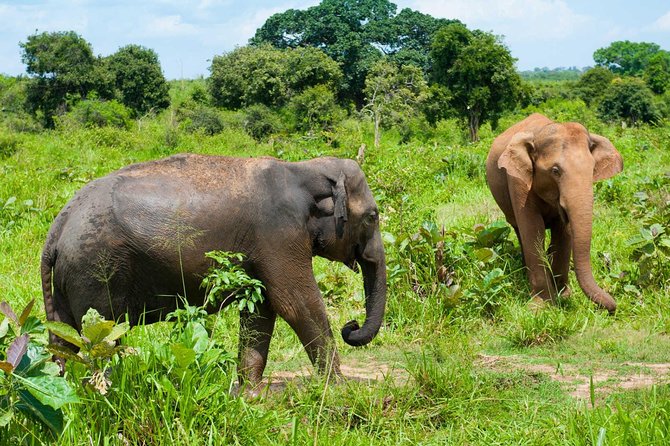 Half Day Udawalawe Safari from Kalutara (Entrance + Lunch) - Price and value: what $190 covers, and what costs extra