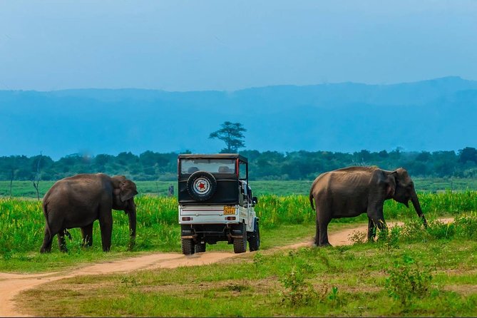 Half Day Udawalawe Safari from Kalutara (Entrance + Lunch) - Udawalawe National Park at the right pace: 3 hours to actually spot animals