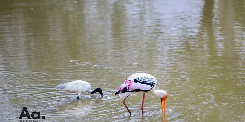 Half-Day Wild Safari in Yala National Park - Who This Safari Suits Best, and Who Might Want to Skip