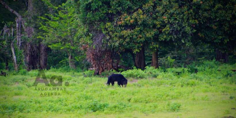 Half-Day Wild Safari in Yala National Park - Yala’s Leopard Reputation, Plus a Half-Day Game Plan