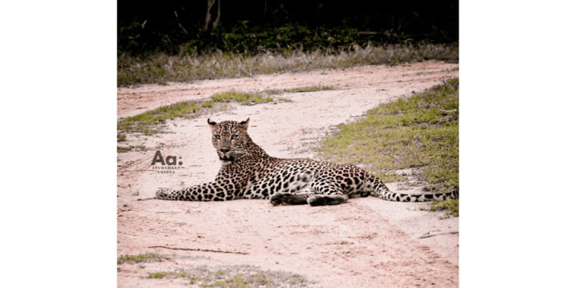 Half-Day Wild Safari in Yala National Park - Inside Yala: How the Four Hours Usually Work