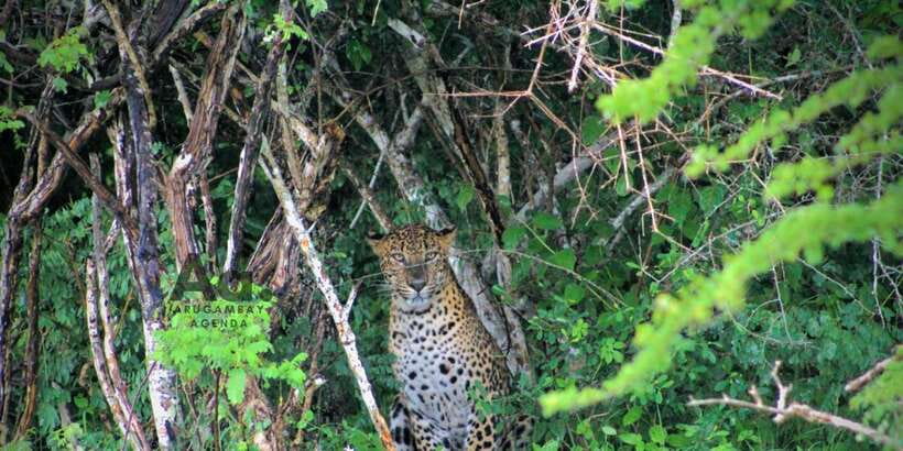 Half-Day Wild Safari in Yala National Park - Leopard Chances, Not Leopard Promises