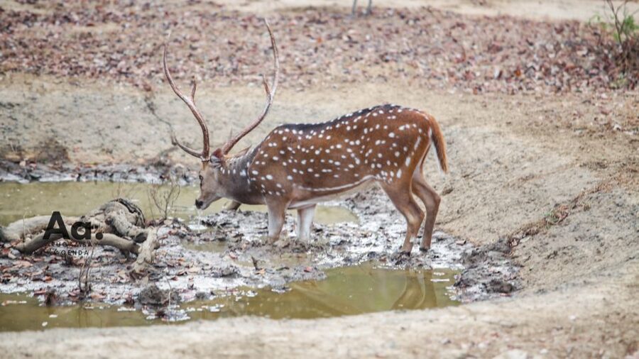 Half-Day Wild Safari in Yala National Park - Rock Formations and Scenic Stops: The Other Side of the Safari
