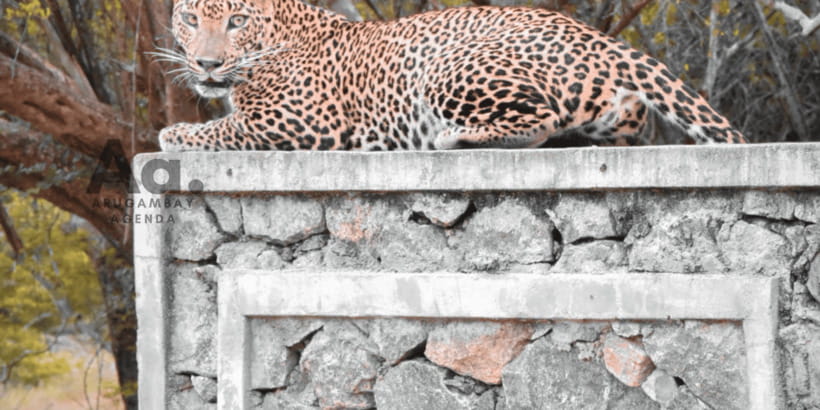 Half-Day Wild Safari in Yala National Park - The Cold King Coconut Break That Actually Helps
