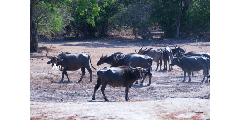 Half-Day Wild Safari in Yala National Park - Timing and Timing Anxiety: Morning vs Evening