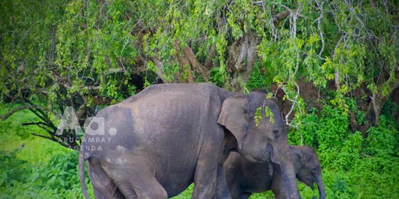 Half-Day Wild Safari in Yala National Park - Pickup and the First Drive: Turning Wait Time Into Safari Time