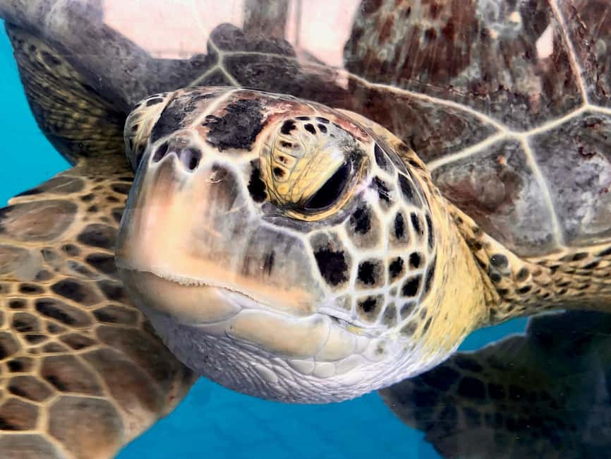Hambantota Port: Galle Fort ,River Safari & Sea Turtle Visit - Madu Ganga boat safari: mangroves, islands, and quiet wildlife time