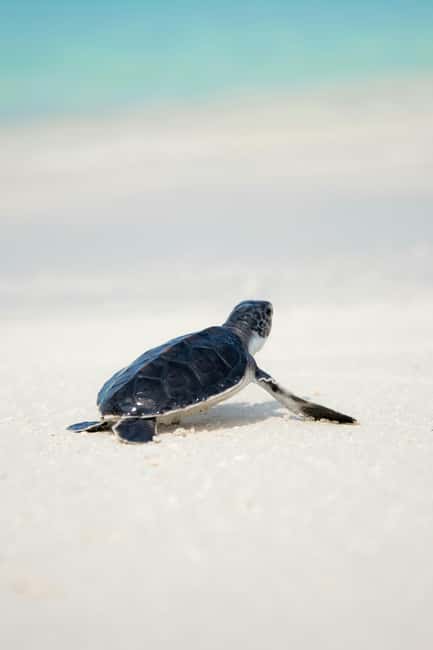 Hambantota Port: Galle Fort ,River Safari & Sea Turtle Visit - Price and value: why $99 can feel fair for a full day