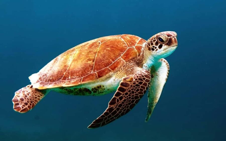 Hambantota Port: Galle Fort ,River Safari & Sea Turtle Visit - Comfort, pacing, and what the guides do right