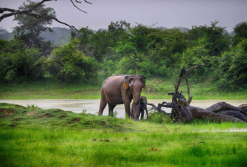 Hambantota Port: Udawalawe Safari Tour & Transit Home Visit - Key highlights to know before you go