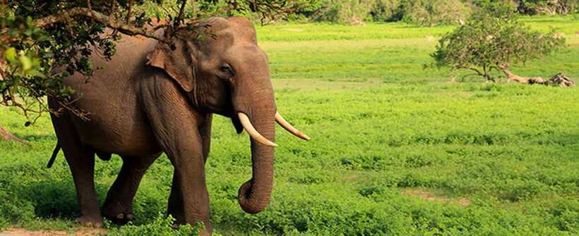 Hambantota Port: Udawalawe Safari Tour & Transit Home Visit - Should you book the Hambantota Port Udawalawe Safari and Elephant Transit Home visit?