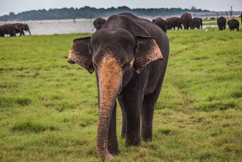 Hambantota Port: Udawalawe Safari Tour & Transit Home Visit - Price and the real cost once park entrance fees hit
