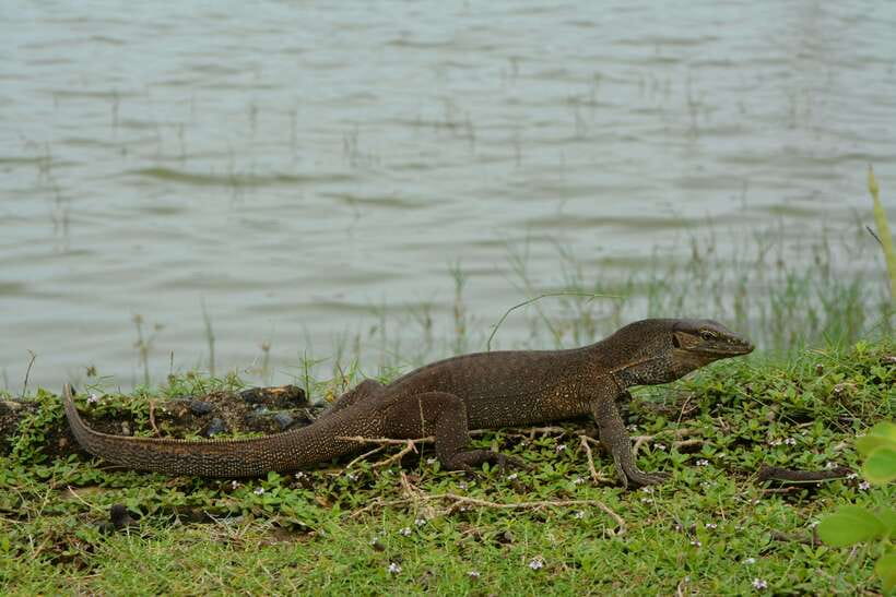 Hambantota Shore Excursion: Village and Cultural tour - Hambantota Village Life, Not Just Another Safari Stop
