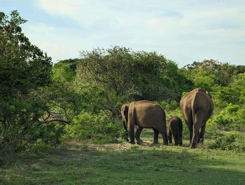 Hambantota Shore Excursion: Village and Cultural tour - The 5-Hour Flow, and How to Set Your Expectations