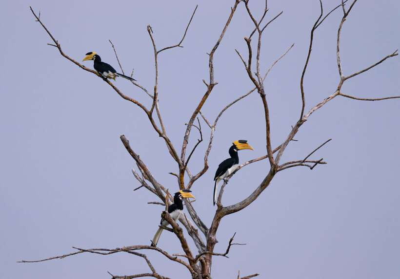 Hambantota Shore Excursion: Village and Cultural tour - Safari-Style Nature Around Hambantota, How Wildlife Viewing Fits