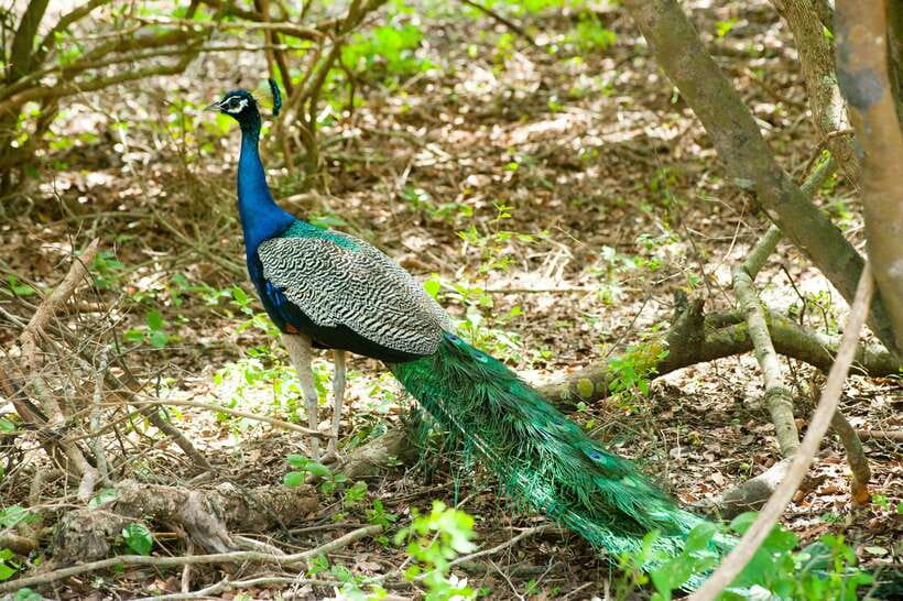 Hambantota Shore Excursion: Village and Cultural tour - What to Pack for Hambantota Heat, Walking, and Temple Rules