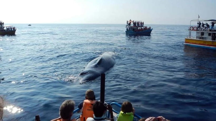 Hikkaduwa/Galle/Ahangama: Whale Watching Tour in Mirissa - Mirissa whale watching with an easy pickup from Hikkaduwa, Galle, or Ahangama