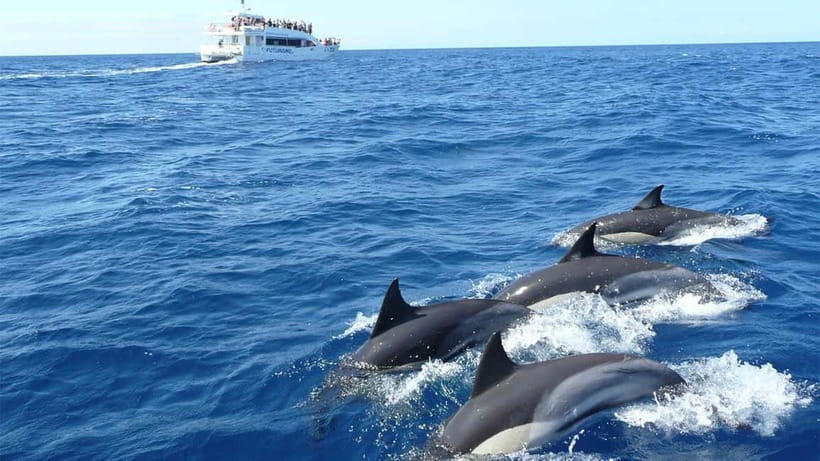 Hikkaduwa/Galle/Ahangama: Whale Watching Tour in Mirissa - The main event: blue whales, sperm whales, and dolphins in the Indian Ocean
