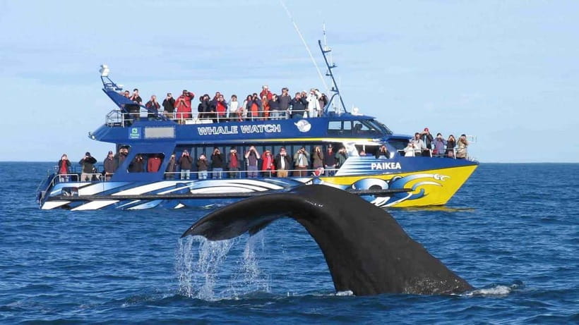 Hikkaduwa/Galle/Ahangama: Whale Watching Tour in Mirissa - Who this tour is best for, and who should skip it