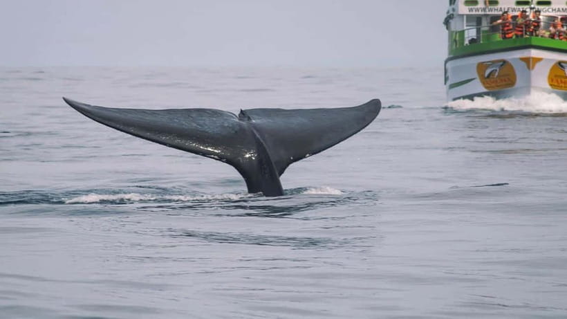 Hikkaduwa/Galle/Ahangama: Whale Watching Tour in Mirissa - Should you book Api Machan Tours whale watching in Mirissa?