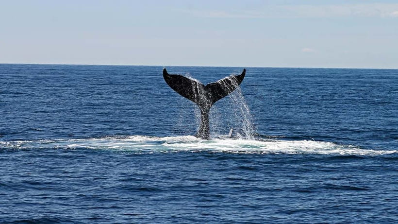 Hikkaduwa/Galle/Ahangama: Whale Watching Tour in Mirissa - Getting started early: how the 4-5 hours on this tour really works