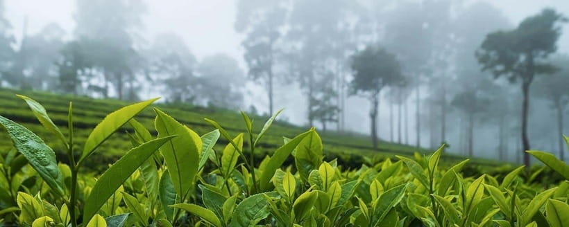 Hikkaduwa/Galle/Mirissa/Hiriketiya/Tangalle:Day Trip to ELLA - Little Adam’s Peak and the 98 Acres lunch plan