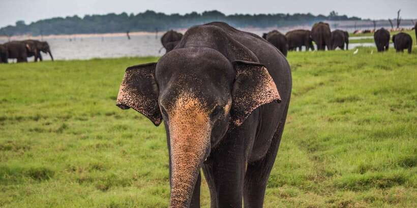 Hikkaduwa/Galle/Unawatuna/Mirissa: Udawalawa Safari - Who should book this Udawalawe safari