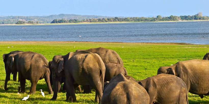 Hikkaduwa/Galle/Unawatuna/Mirissa: Udawalawa Safari - Beyond elephants, the sightings that round out the safari