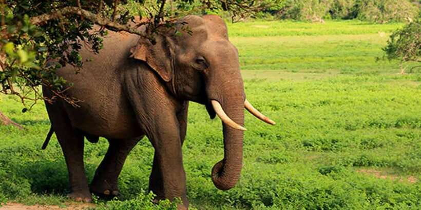 Hikkaduwa/Galle/Unawatuna/Mirissa: Udawalawa Safari - Guide style, comfort, and the tipping reality