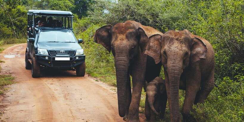 Hikkaduwa/Galle/Unawatuna/Mirissa: Udawalawa Safari - Why Udawalawe is special for wild elephants