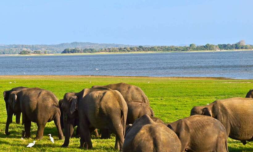Hikkaduwa/Galle/Weligama/Mirissa/Tangalle: Udawalawa Safari - Elephant Transit Home: feeding time and conservation in plain sight