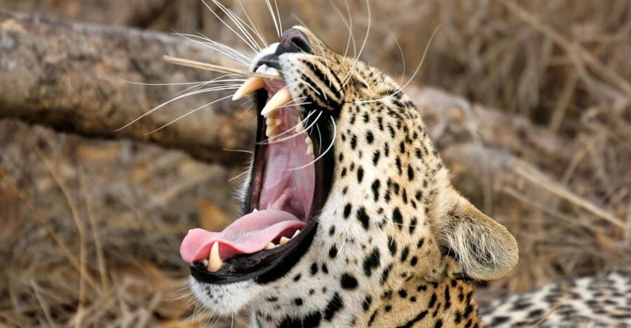 Hikkaduwa/Galle/Weligama/Mirissa/Tangalle: Yala Safari Tour - Comfort and safety in a bumpy kind of world