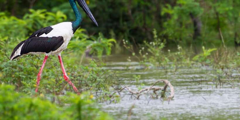 Hikkaduwa/Galle/Weligama/Mirissa: Yala National Park Safari - Who This Safari Fits Best