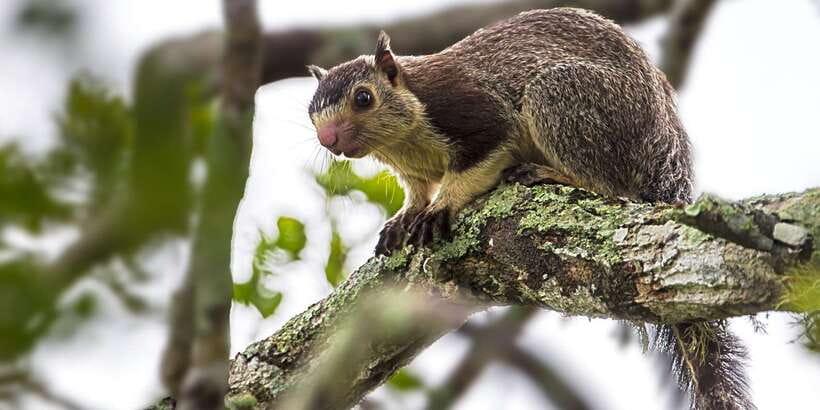 Hikkaduwa/Galle/Weligama/Mirissa: Yala National Park Safari - Timing, Seating, and How to Avoid a Wasted Morning
