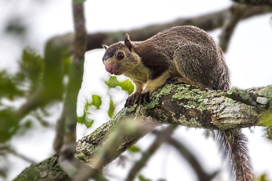 Hikkaduwa/Galle/Weligama/Mirissa: Yala National Park Safari - Included and Not Included, So You’re Not Surprised
